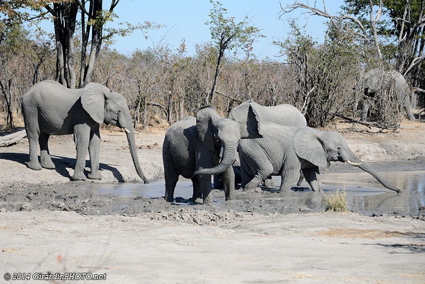 Troupeau d'éléphants juste avant l'entrée du Moremi