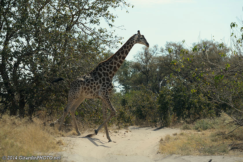 une girafe