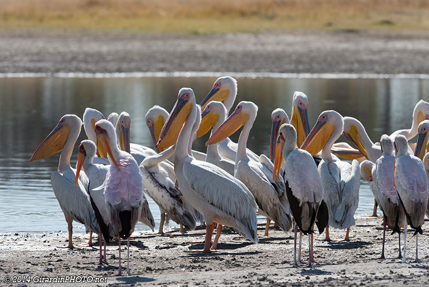 Pélcans blanc et Tantales ibis