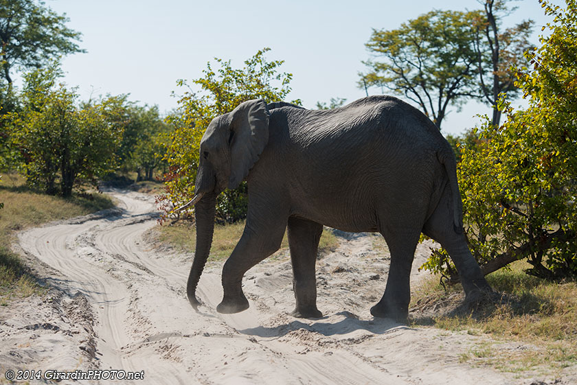 un éléphant