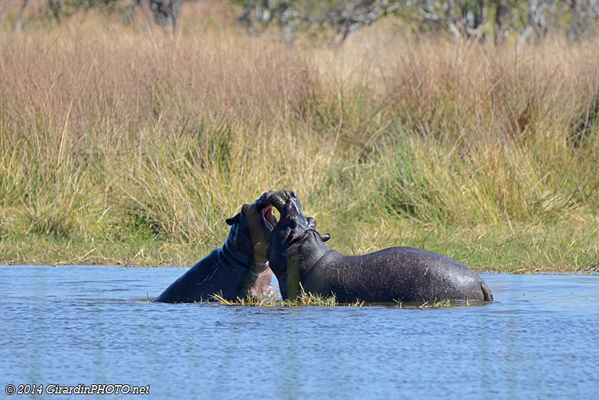 Combat entre jeunes hippopotames