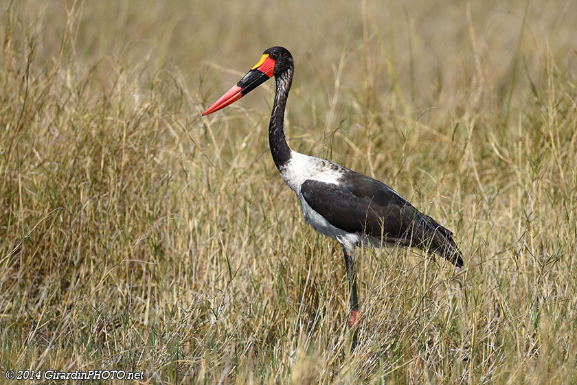 Jabiru du Sénégal