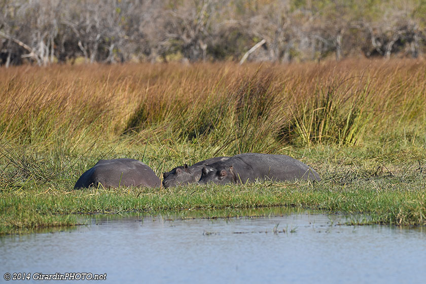 Hippopotames