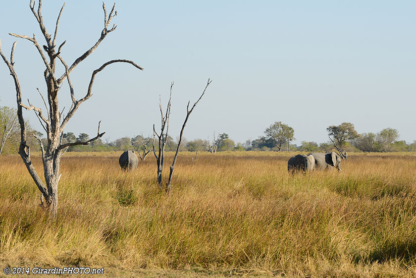 Troupeau d'éléphants