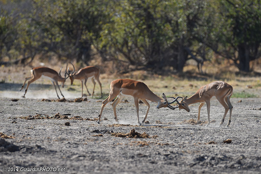 Combat d'Impalas