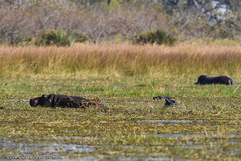 Mogogelo Hippo Pool