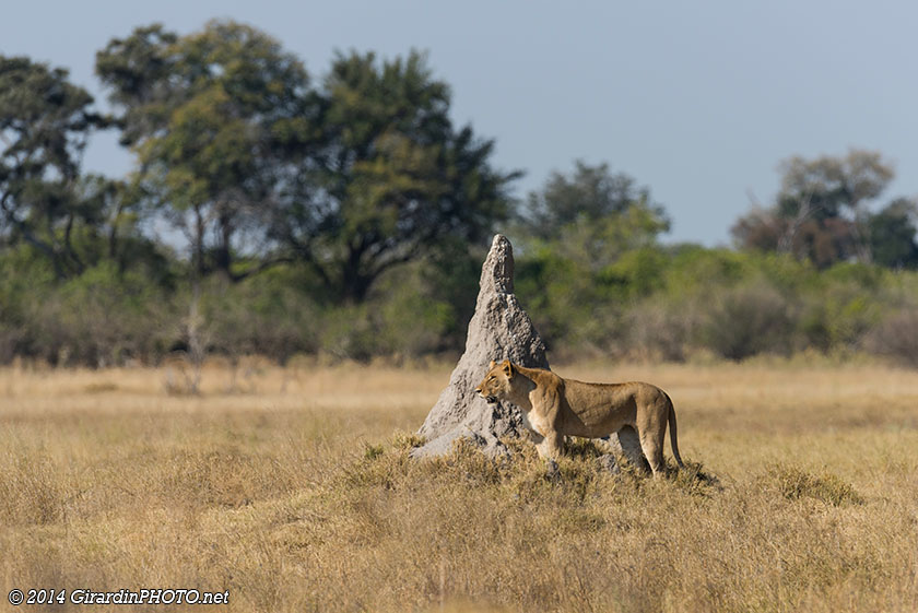 Lionne à l'affût