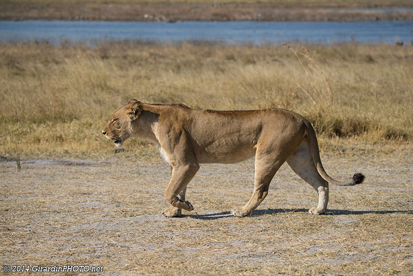Lionne