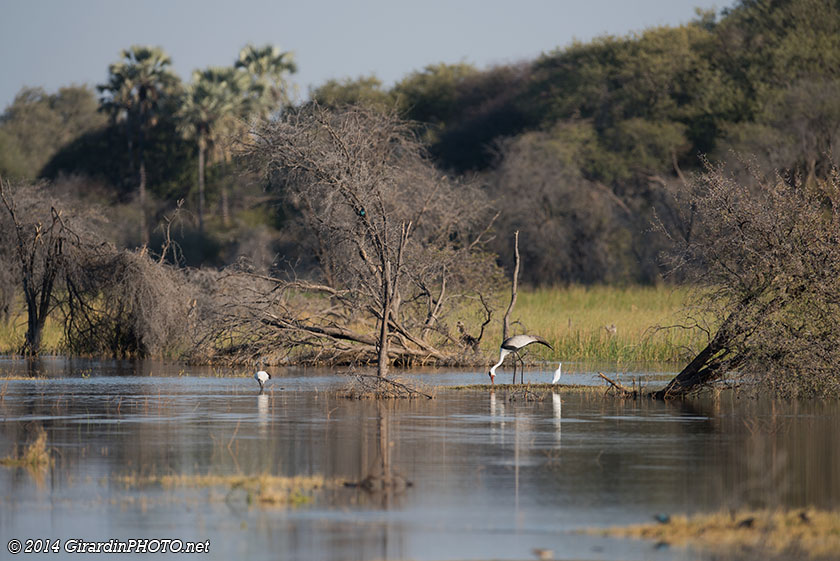 Boteti River