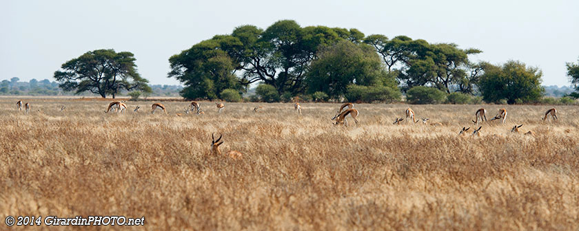 Troupeau de springboks