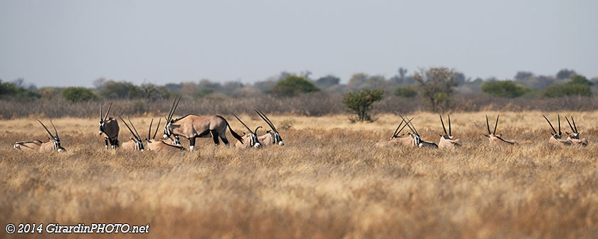 Troupeau d'oryx
