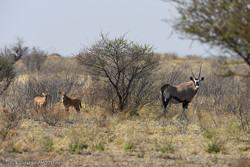 Famille d'oryx
