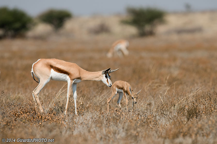 Maman gazelle et son nouveau-né