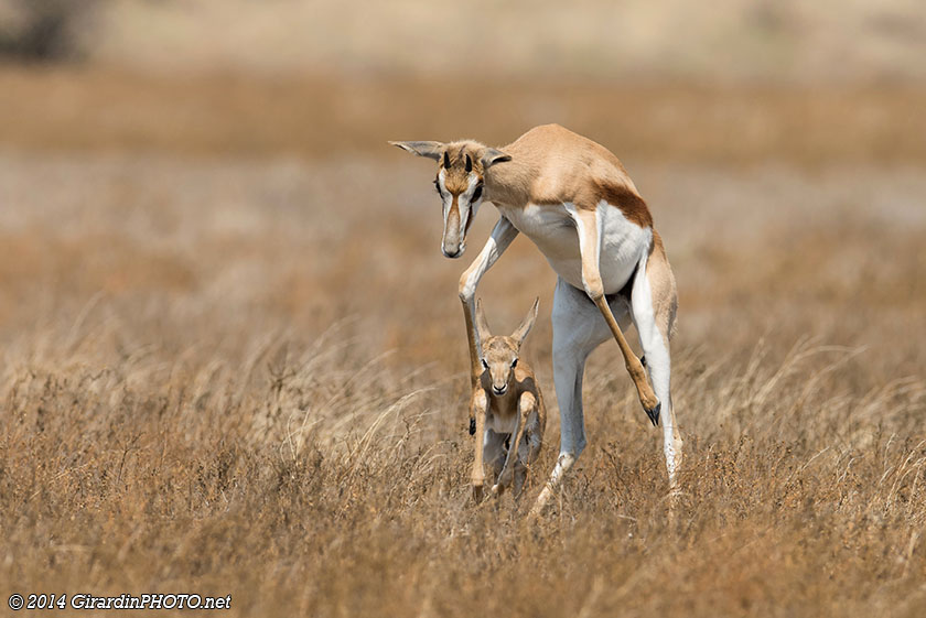 Maman gazelle apprenant à son nouveau-né les règles de survie