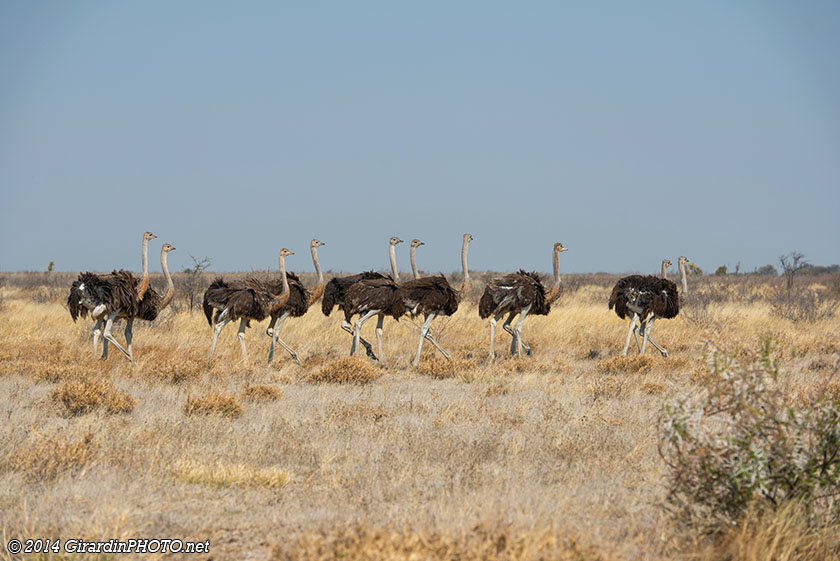 Autruches masai