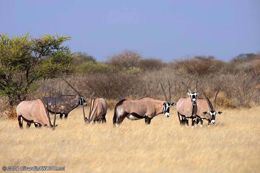 Oryx