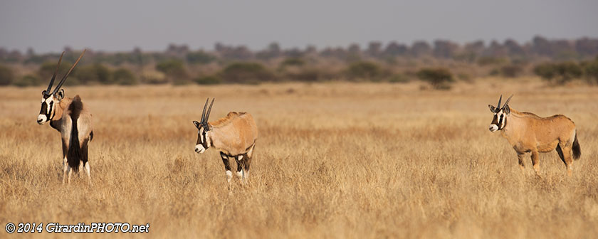 Famille d'oryx