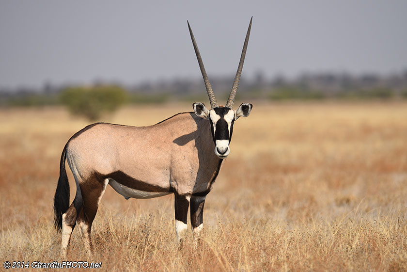 Oryx