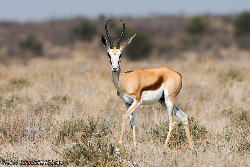 Springbok