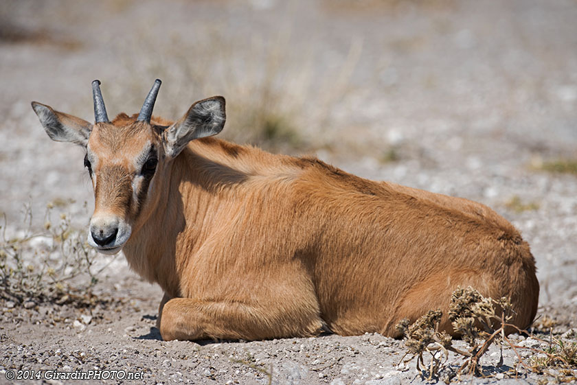 Bébé oryx