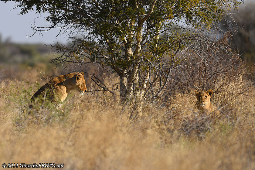 Lions à quelques pas de Motopi campsite