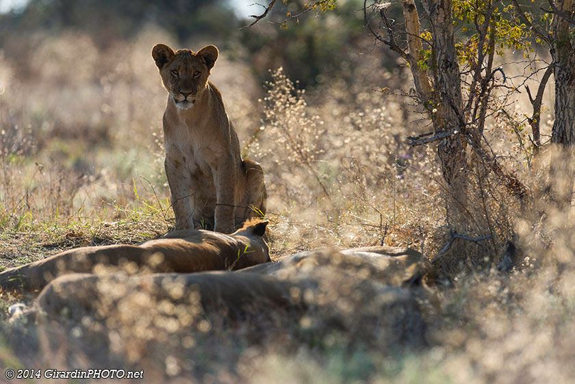 Famille de lions