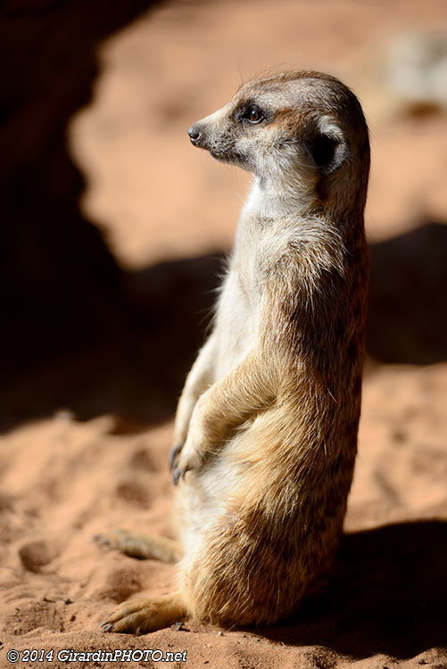 Suricate