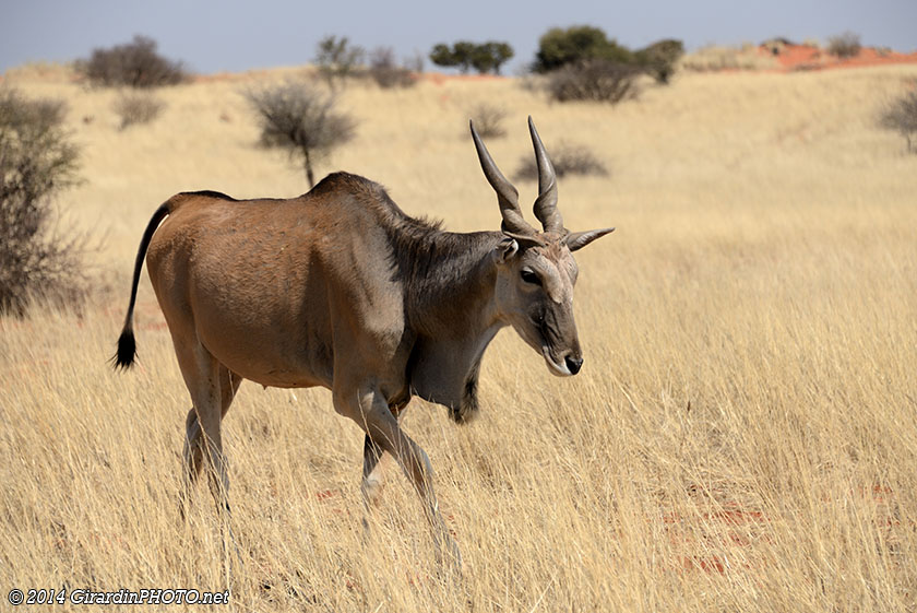 Eland du Cap