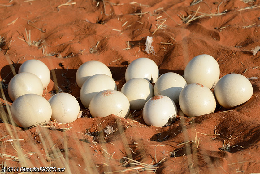 Oeufs d'autruche