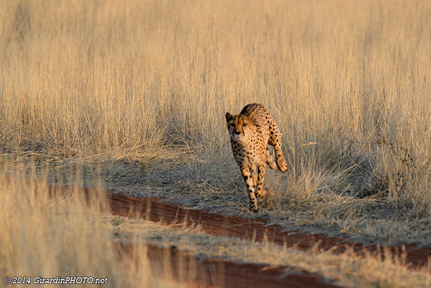 Guépard en pleine course