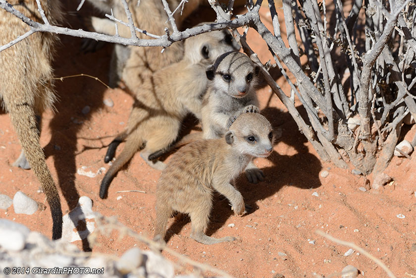 Bébés suricates