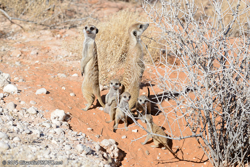 Famille de suricates