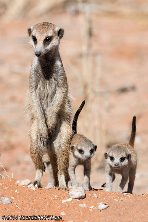 Suricates