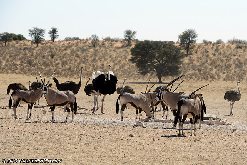 Oryx et autruches
