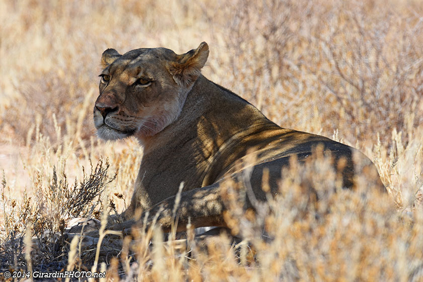 Lionne