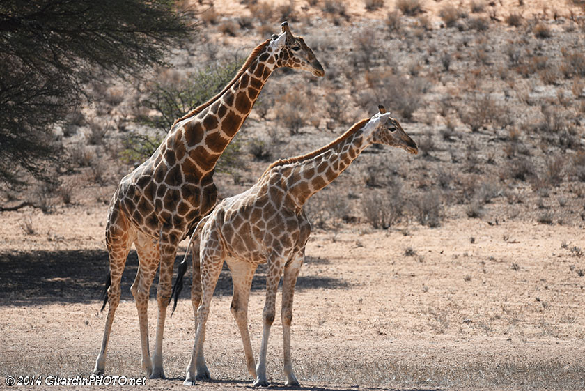 Girafes