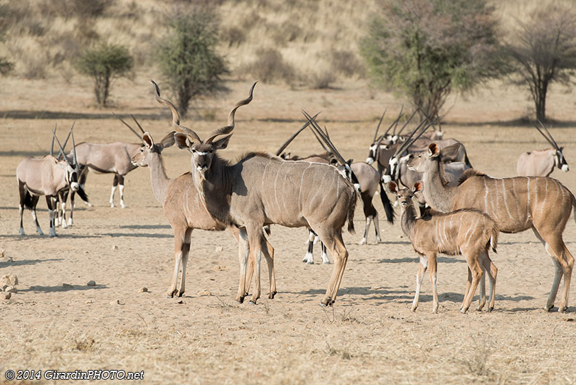 Grands koudous et oryx