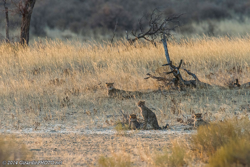 Famille de guépards au couché du soleil