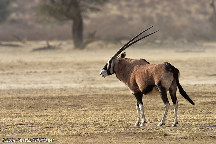 Oryx