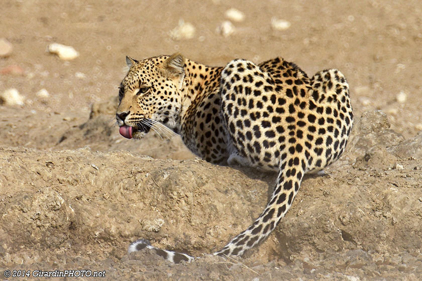 Léopard au point d'eau