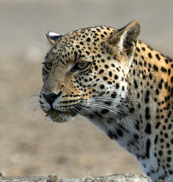 Le léopard est quand-même un animal magnifique !
