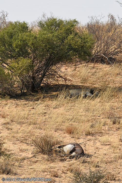 Une petite sieste avant de déguster l'oryx