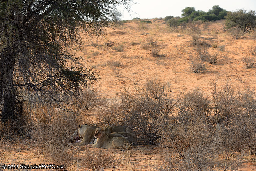 Lions le long de la petite transversale