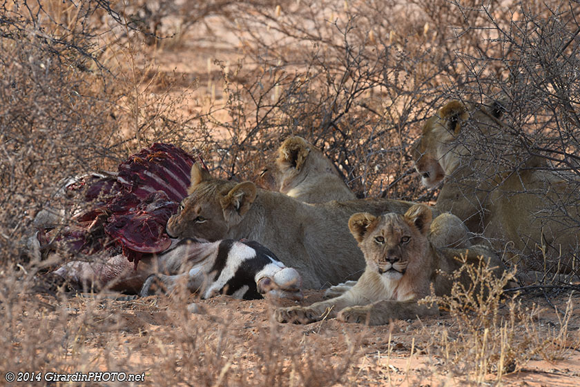 Lions après la chasse