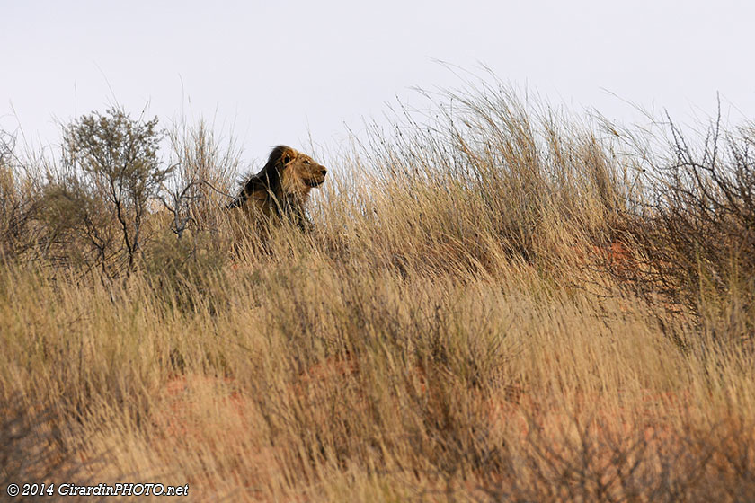 Lion du Kalahari