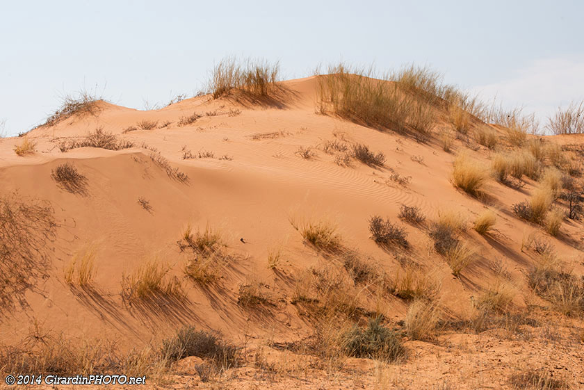 Dunes de sable rouge