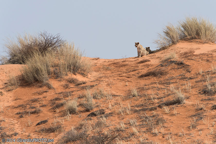 Lionnes à l'affût au point d'eau de Kij Kij