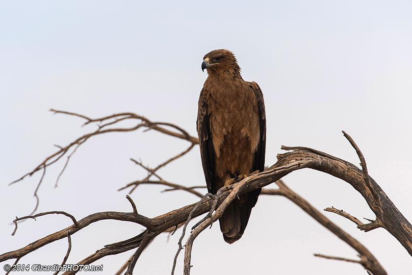 Aigle des steppes