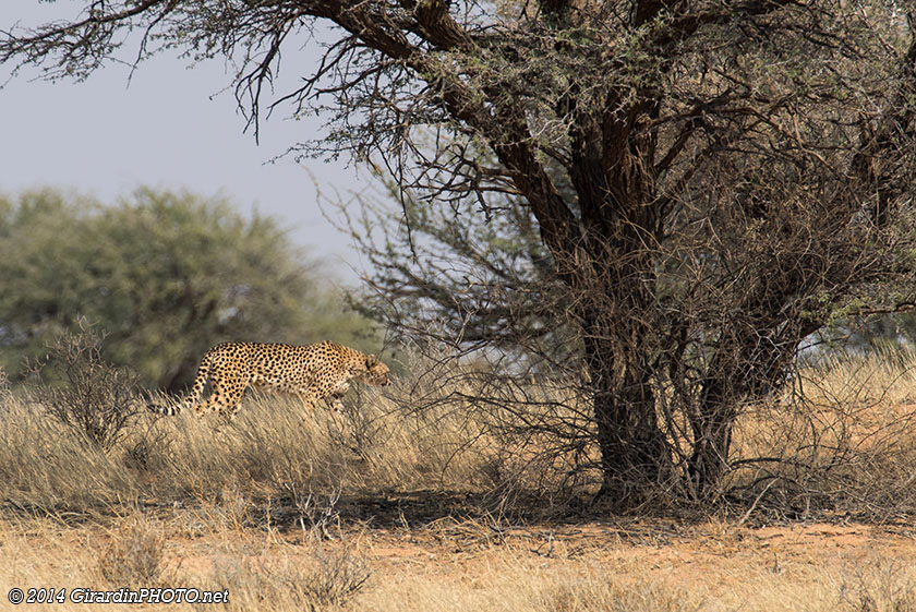 Guépard dans la savane