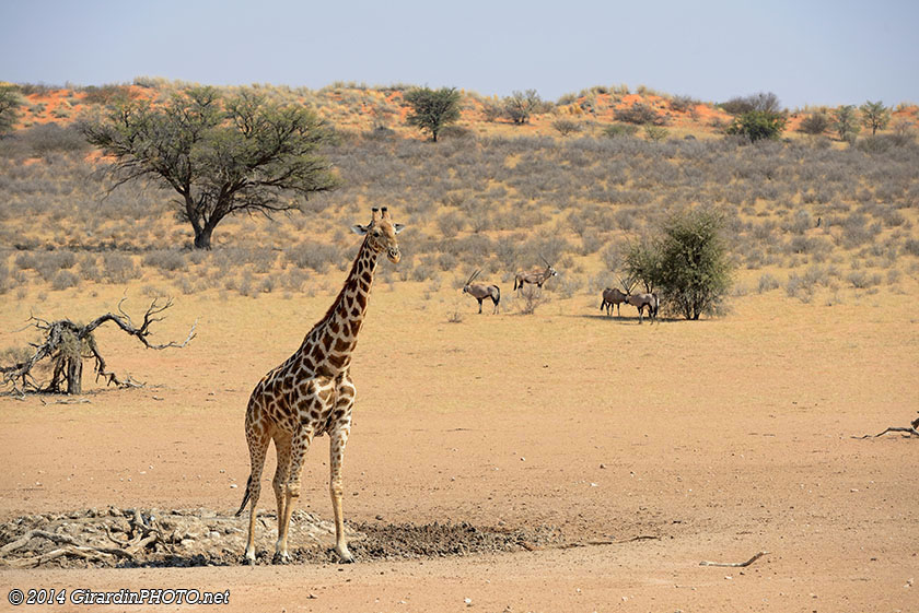 Girafe et oryx dans la vallée de Auob river